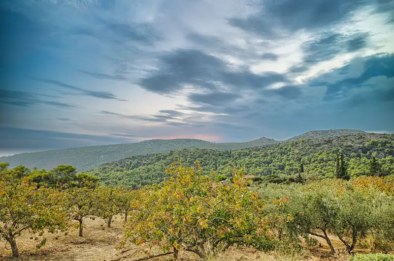 Panoramic view of Aegina island interior showing pistachio and olive groves covering rolling green hills stretching toward Mount Oros