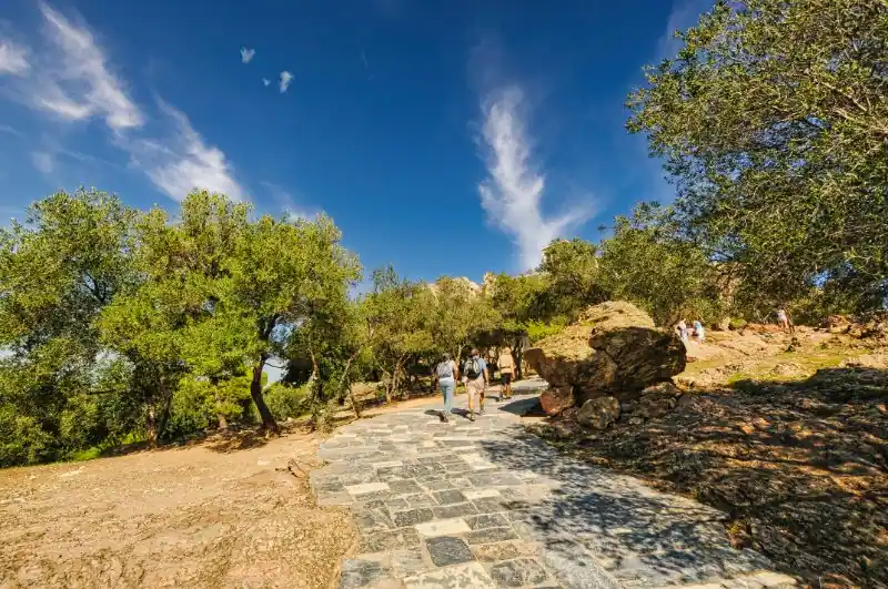 Stone path leading up to the Acropolis of Athens surrounded by olive trees on a sunny day