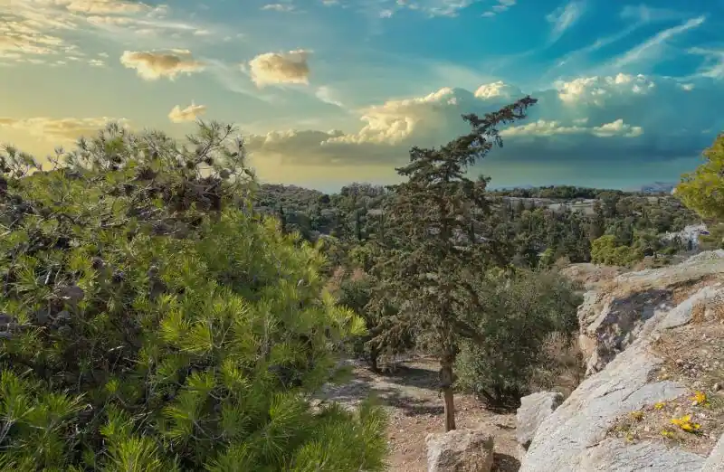 Pine trees and rocky landscape on Areopagus Hill in Athens with a colorful sunset sky over the city