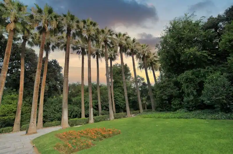 Row of tall Washingtonia palm trees with orange flower beds and green lawn at golden hour in the National Garden Athens
