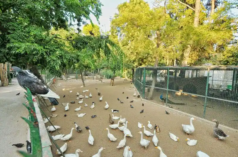 Ducks and geese roaming the small zoo enclosure inside the National Garden Athens