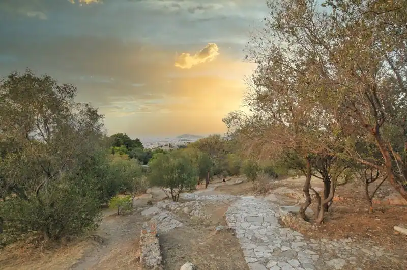 Stone path through olive trees on Philopappos Hill in Athens with a golden sunset over the city