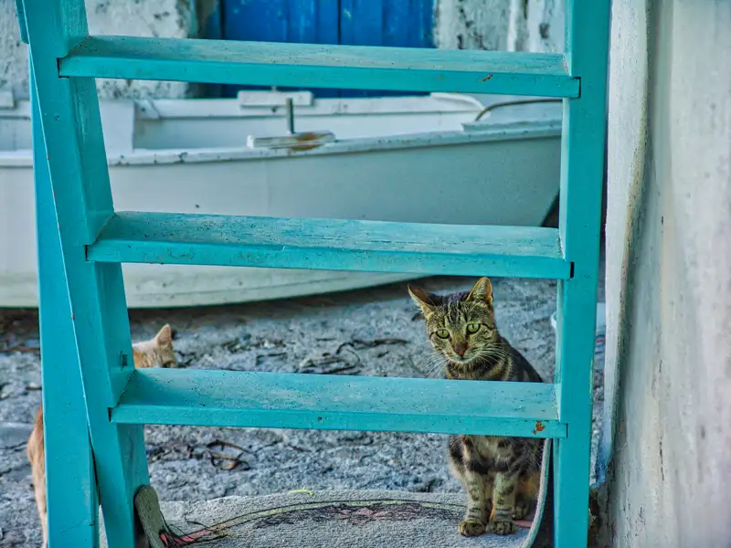 A tabby cat sitting under turquoise wooden stairs beside a fishing boat in a village of the island
