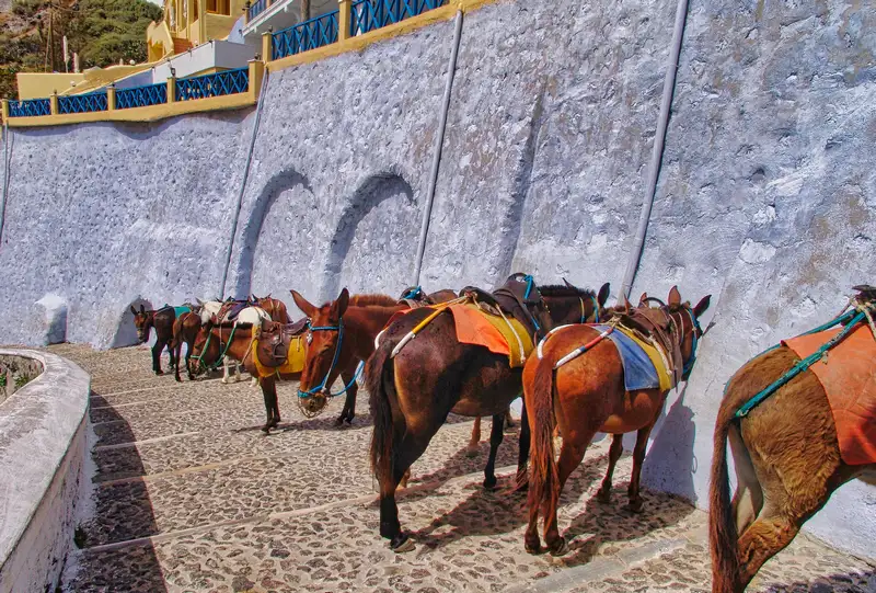 Donkeys resting on the stone steps of Santorini along a whitewashed wall