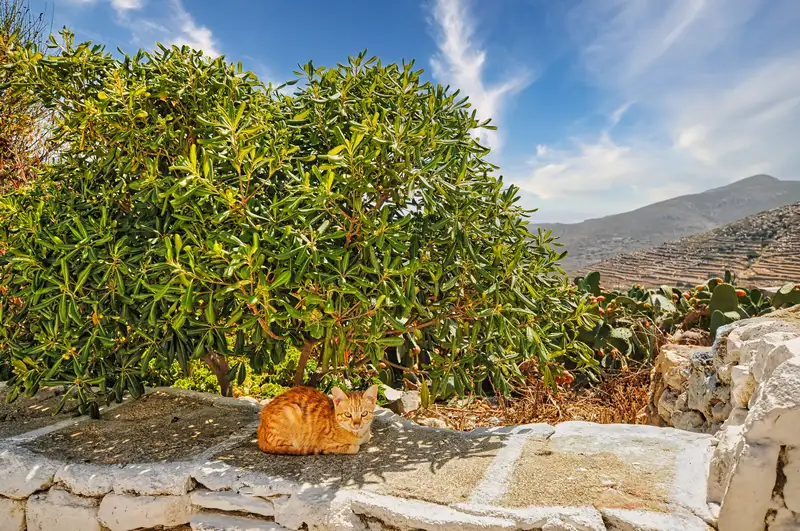 Ginger cat resting on a stone wall in Chora Sikinos with terraced hills behind
