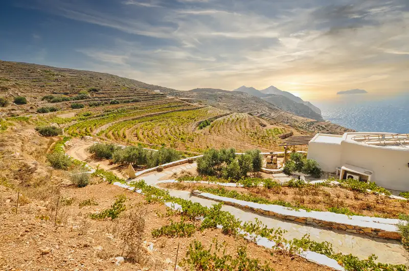 Organic vineyard rows and the winery building above the Aegean on Sikinos