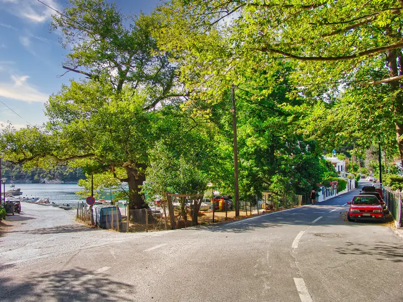 Plane trees lining the quiet road beside the small port of Agnontas on Skopelos