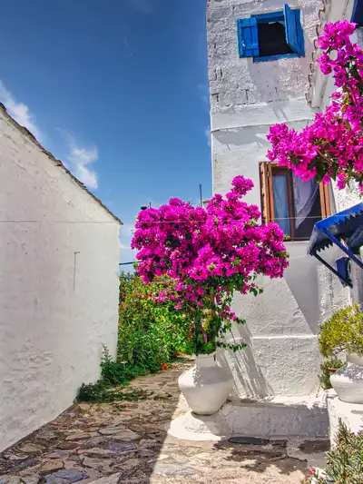 Bougainvillea spilling over white walls in the old town of Skopelos