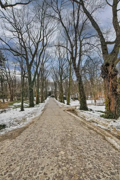 Long cobbled avenue lined with tall trees in Łazienki Park, Warsaw